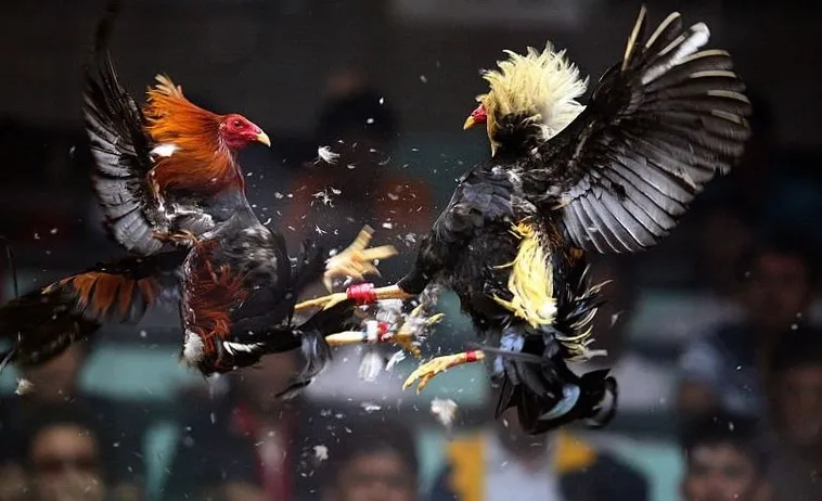 Cách Chơi Đá Gà Sabong Tại HB88 Chuẩn Phong Vị Philippines 1 Cách Chơi Đá Gà Sabong Tại HB88 Chuẩn Phong Vị Philippines