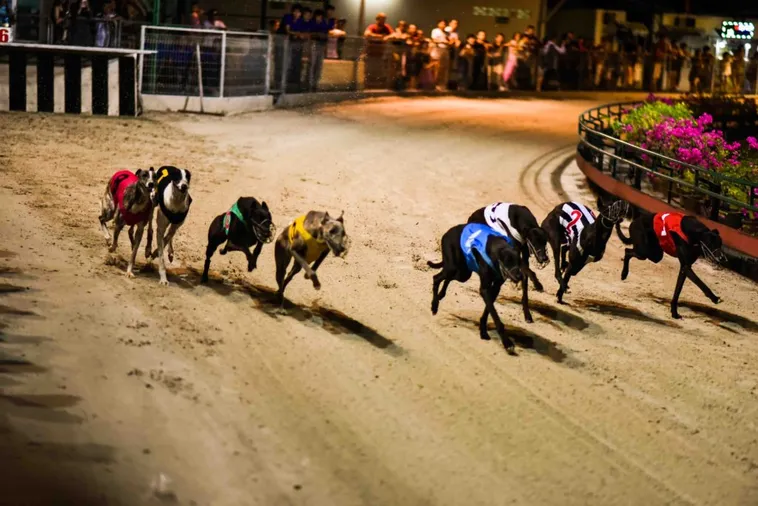 Bí Quyết Chơi Game Nhanh Đua Chó Tại HB88 Từ Các Cao Thủ Lão Làng 1 Bí Quyết Chơi Game Nhanh Đua Chó Tại HB88 Từ Các Cao Thủ Lão Làng