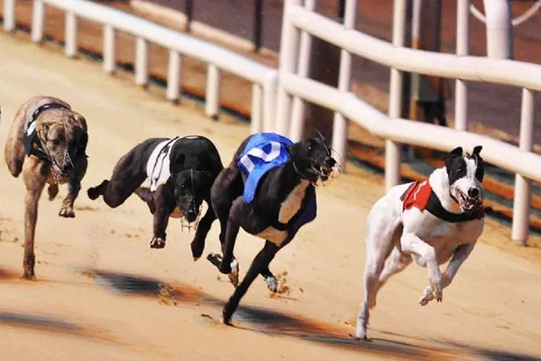 Bí Quyết Chơi Game Nhanh Đua Chó Tại HB88 Từ Các Cao Thủ Lão Làng 2 Bí Quyết Chơi Game Nhanh Đua Chó Tại HB88 Từ Các Cao Thủ Lão Làng