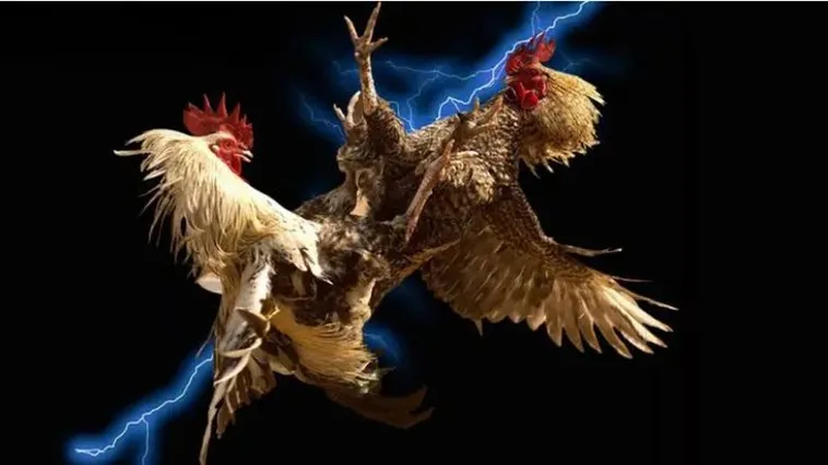 Đá Gà HB88 Đấu Trường Rực Lửa Cho Kê Thủ Chuyên Nghiệp